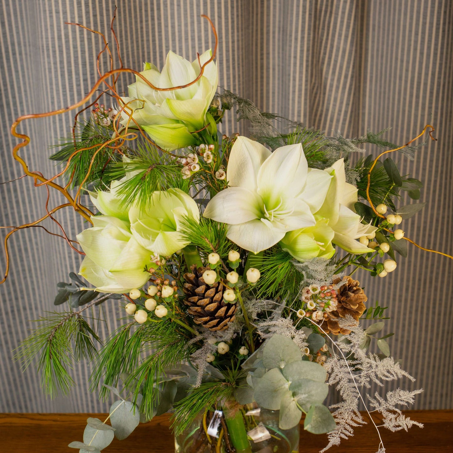 Silver Star Amaryllis