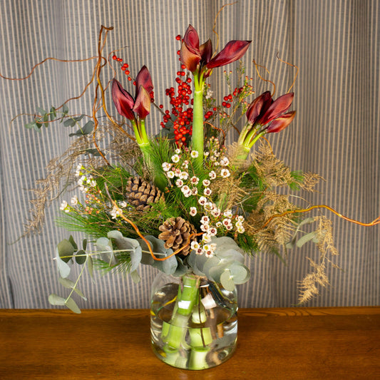 Golden Christmas Amaryllis